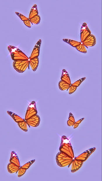 500 Orange Butterfly Pictures HD  Download Free Images on Unsplash