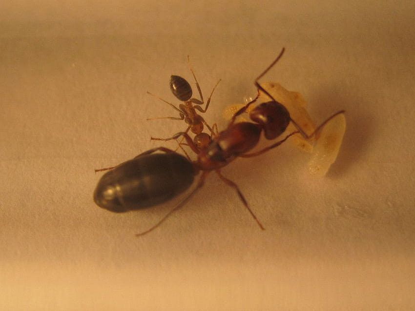 Ant identification please, queen ant HD wallpaper