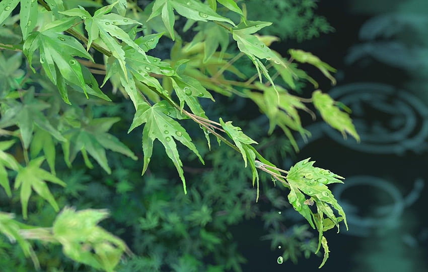 hojas, Kotonoha no Niwa, El jardín de las palabras, Makoto fondo de pantalla