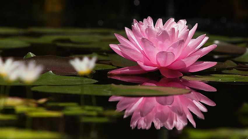 Lily pads water lilies reflections pink flowers HD wallpaper