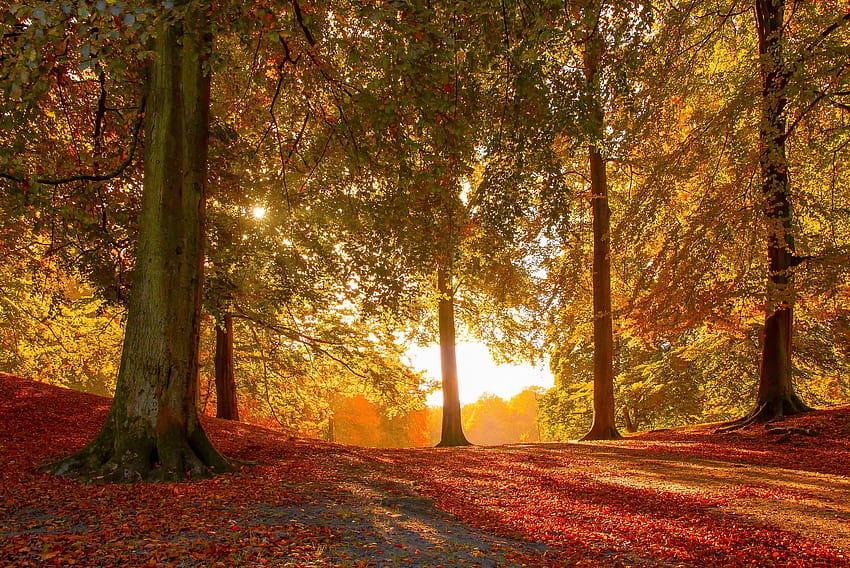 55 Fall Season Quotes, magical autumn wind HD wallpaper