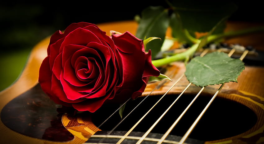 楽器、バラ、花、ギター、赤い花/およびモバイル背景、ギターとバラ 高画質の壁紙