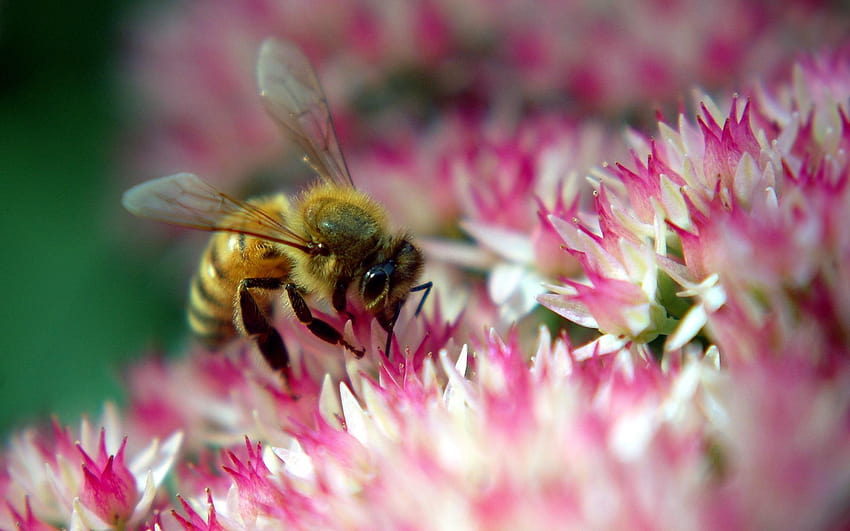 Bee sucking nectar on pink flower, bee pollinator pink flower HD wallpaper