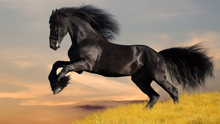 A black horse stands on its hind legs, black horse autumn HD wallpaper