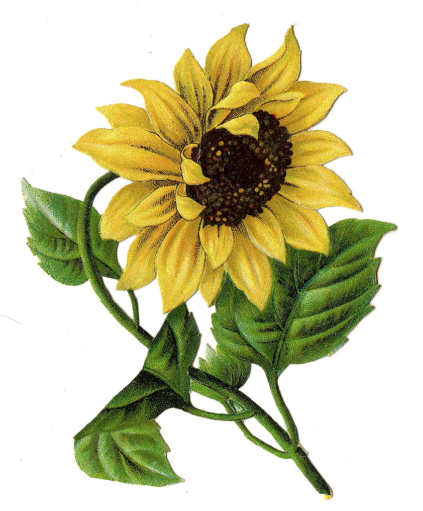 Kolor estetyczny rysunek słonecznika, rysunek Tapeta na telefon HD