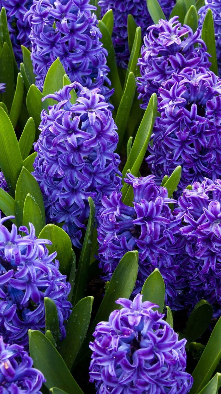 Hyacinths. | Flower phone wallpaper, Purple flowers, Purple flowers garden