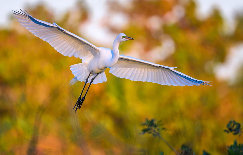 bird, wings, beak, great white egret , section животные HD wallpaper