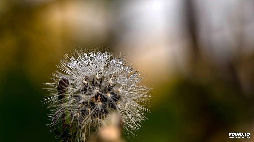 Dandelion Dew Water Drops Macro Autumn, autumn dandelion HD wallpaper