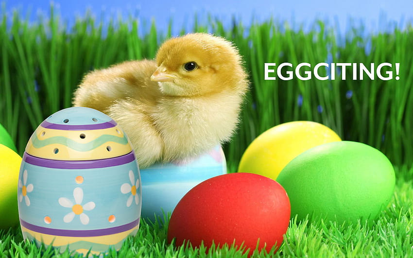 Easter Egg Scentsy Warmer!!, easter egger chickens HD wallpaper