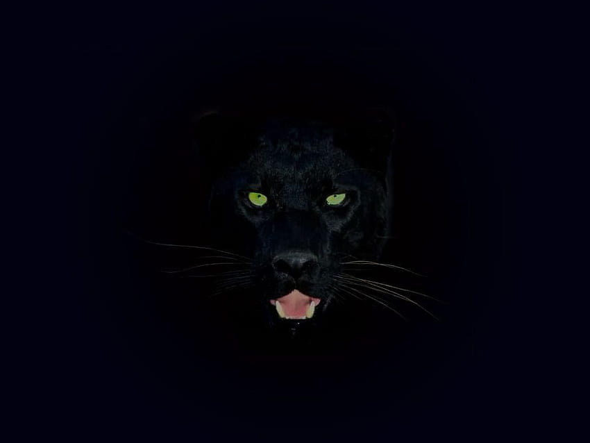 black leopard on black background HD wallpaper