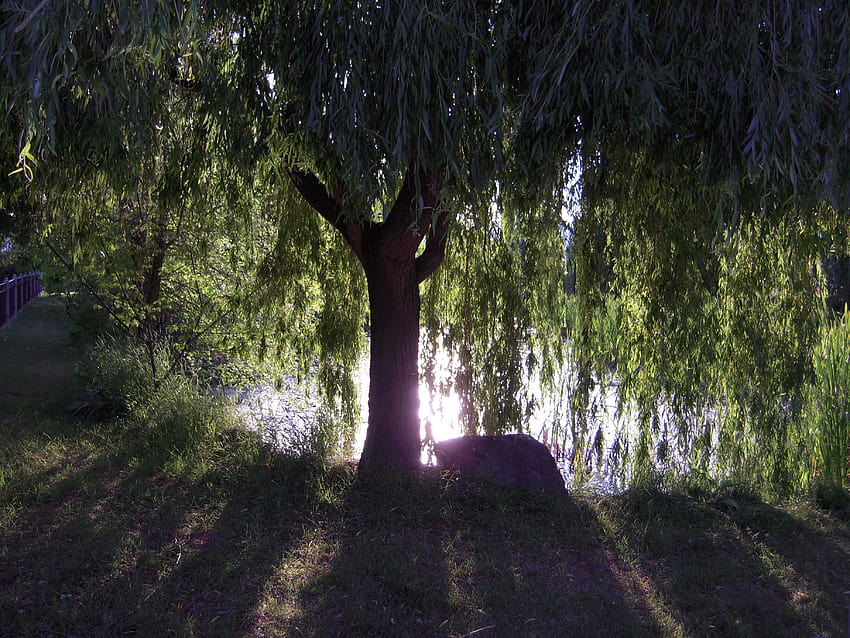 weeping willow tree [3648x2736] for your , Mobile & Tablet HD wallpaper