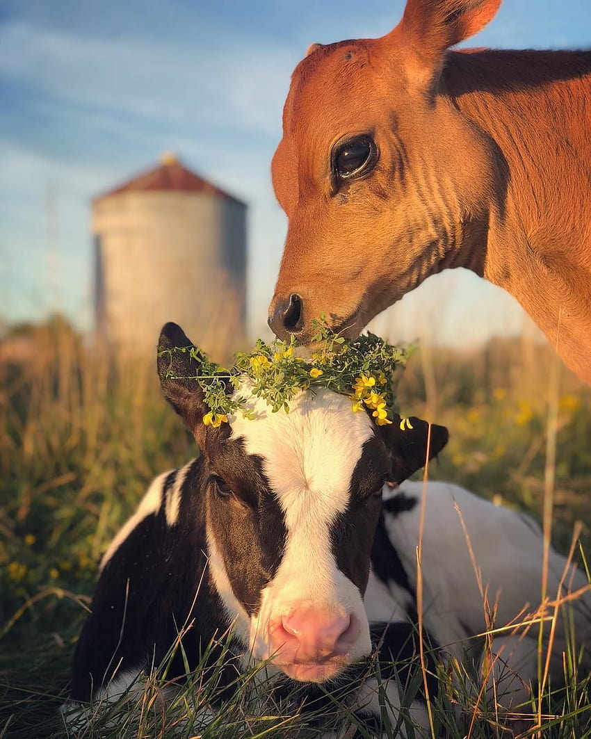 Steer Cow, Animal , Cow , Farm Animals, baby farm animals HD phone wallpaper