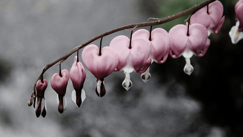 bleeding hearts, flowers, snow, water, Nature, hearts in the snow HD wallpaper