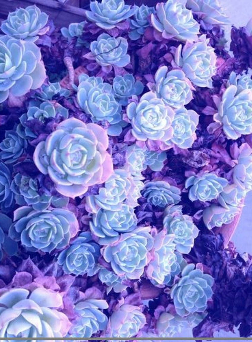 What is this, pastel aesthetic flower HD phone wallpaper