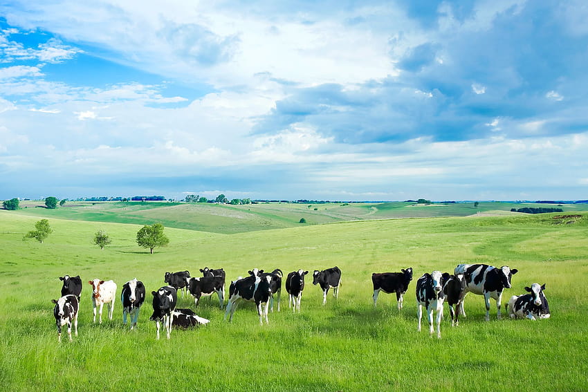 Dairy Farm, vacca da latte Sfondo HD