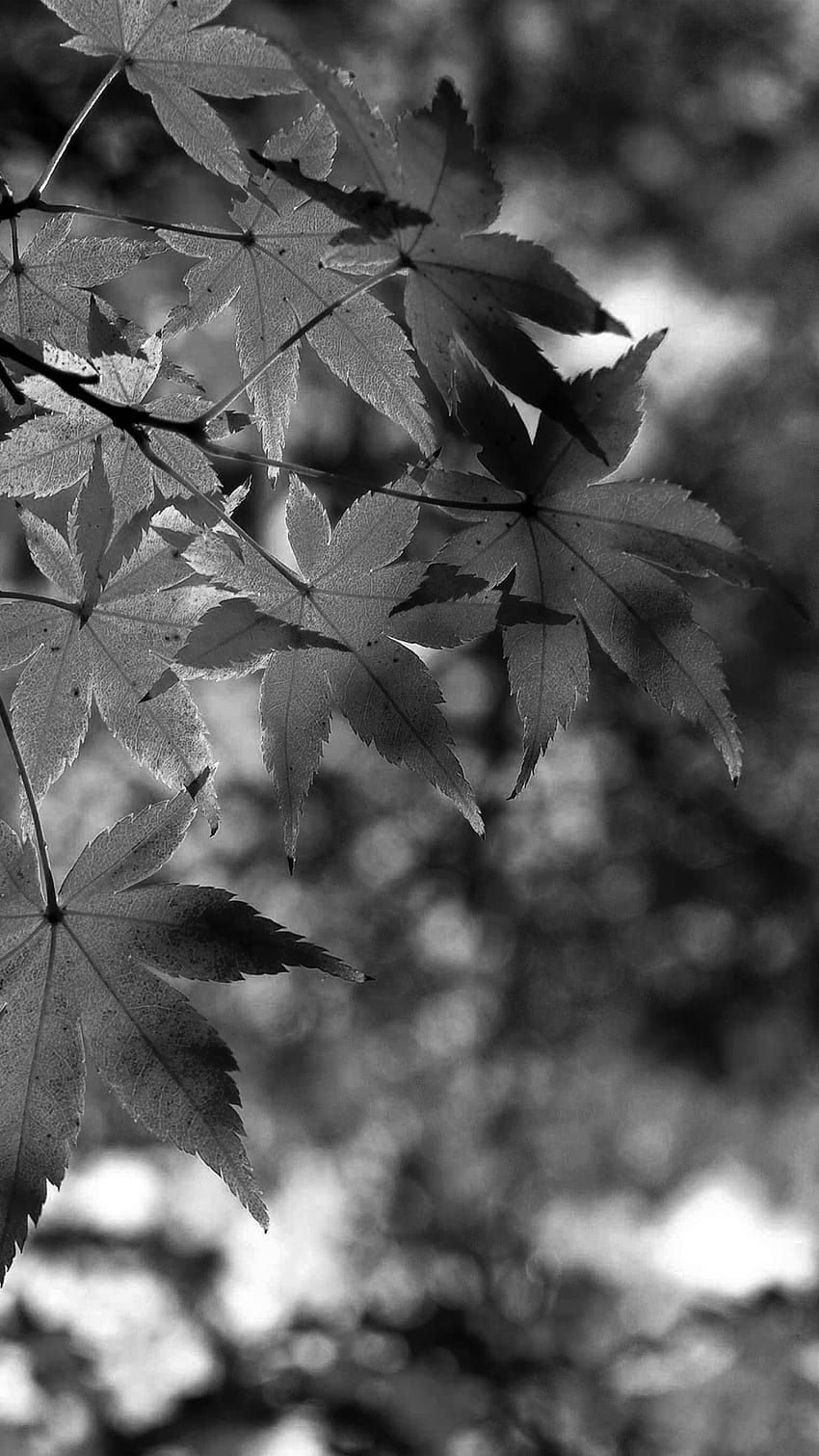Fall Black, autumn black and white HD phone wallpaper