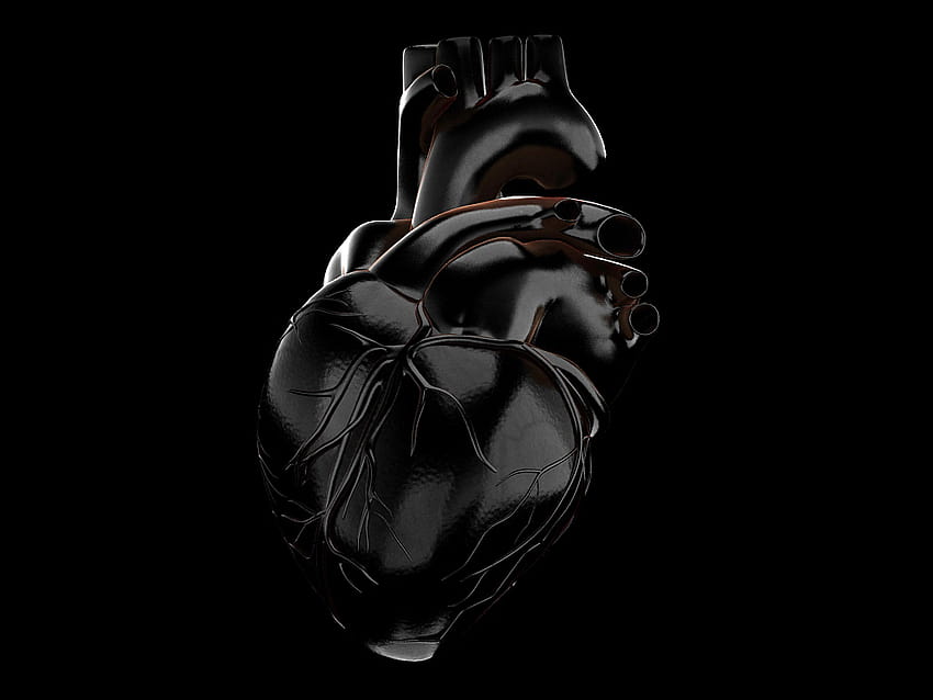 biologie du coeur, coeur anatomique Fond d'écran HD