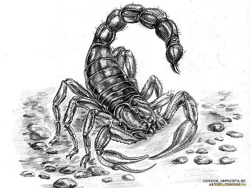20 Scorpion, black scorpien HD wallpaper