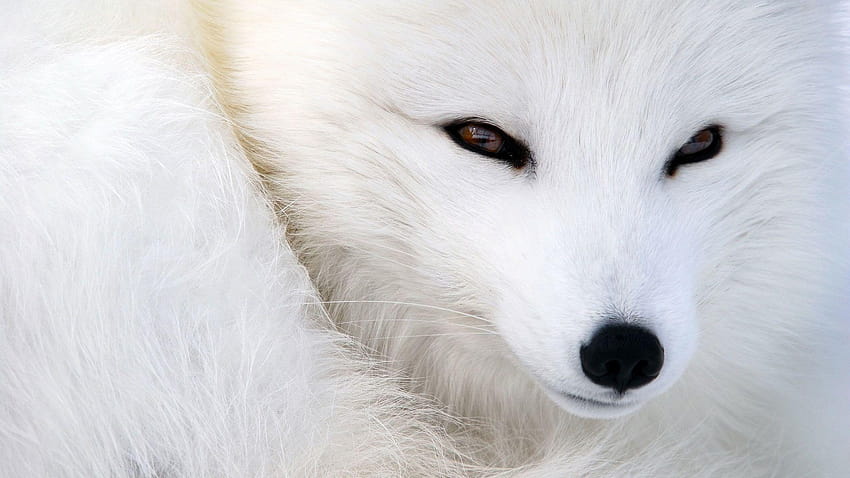 Arctic fox, snow fox, white fox, polar fox, fox, snout HD wallpaper ...