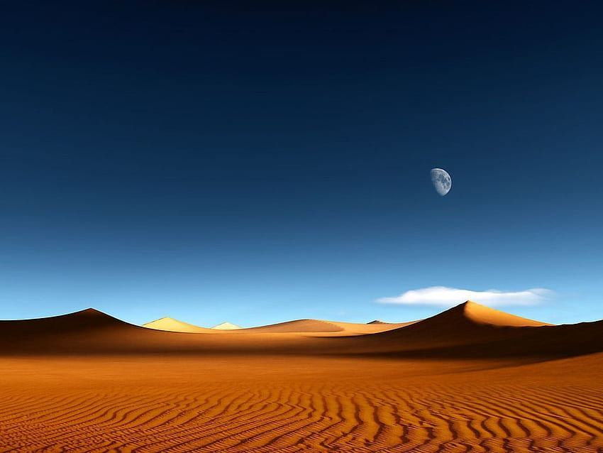 sivatag, desert ecosystem HD wallpaper