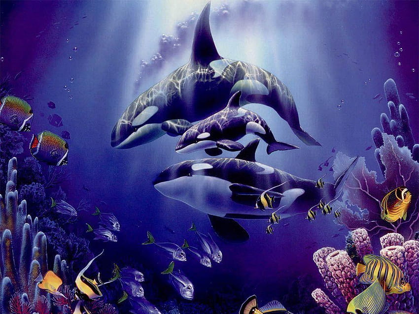 Orca balinaları Orcas ve arka planlar HD duvar kağıdı