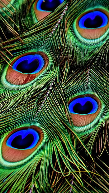 Ultra peacock feather HD wallpapers | Pxfuel