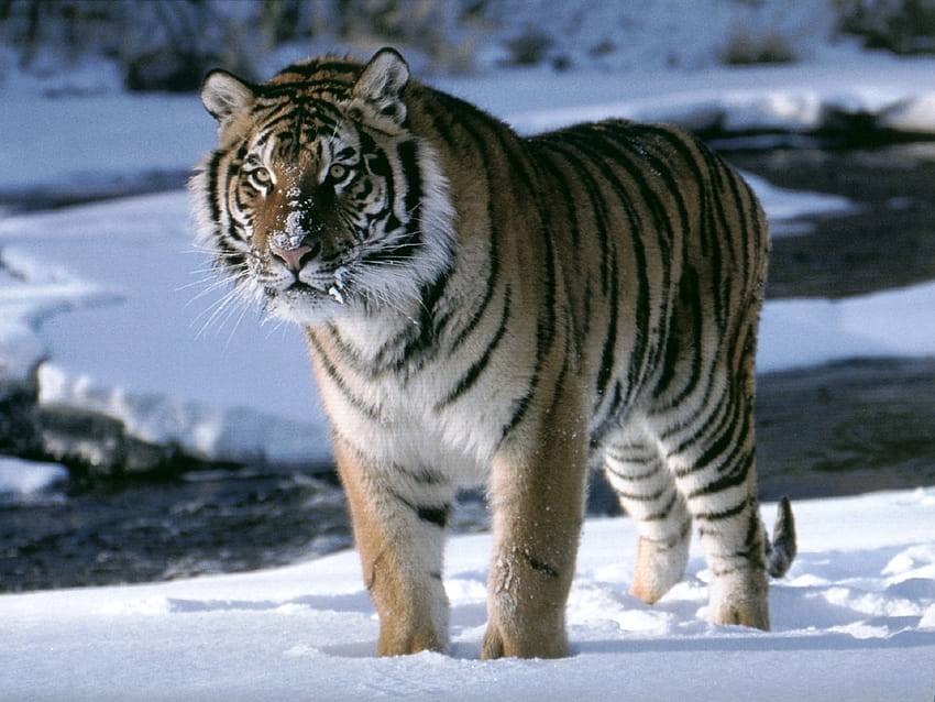 Sibirischer Tiger, Amurtiger auf Eis [1024x768] für Ihr Handy, Ihr Tablet und Ihr Smartphone HD-Hintergrundbild