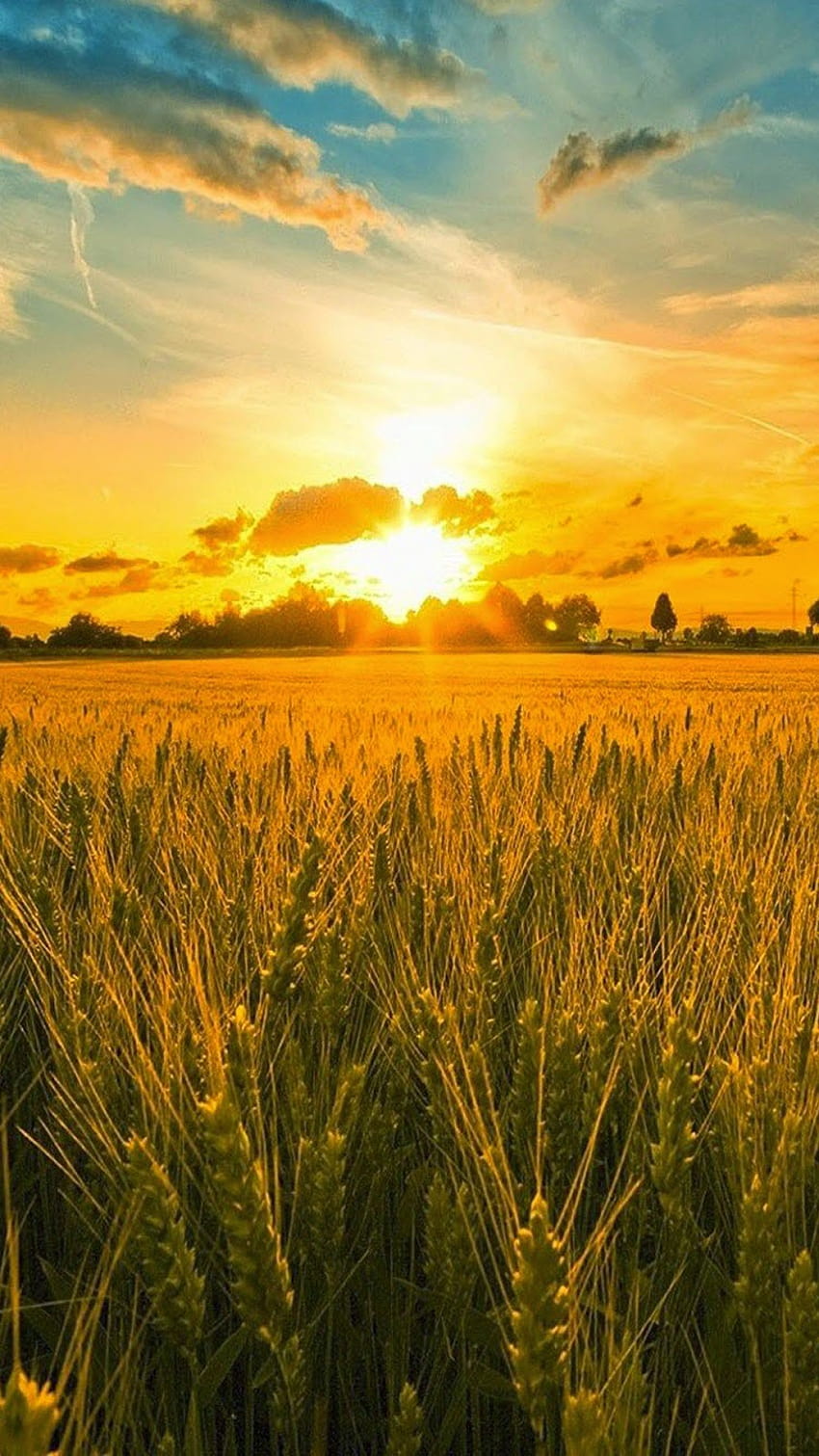 Getreide, Weizen, Landwirtschaft, Mais, ländliche Weidefarm, Weizenfeld mobil HD-Handy-Hintergrundbild