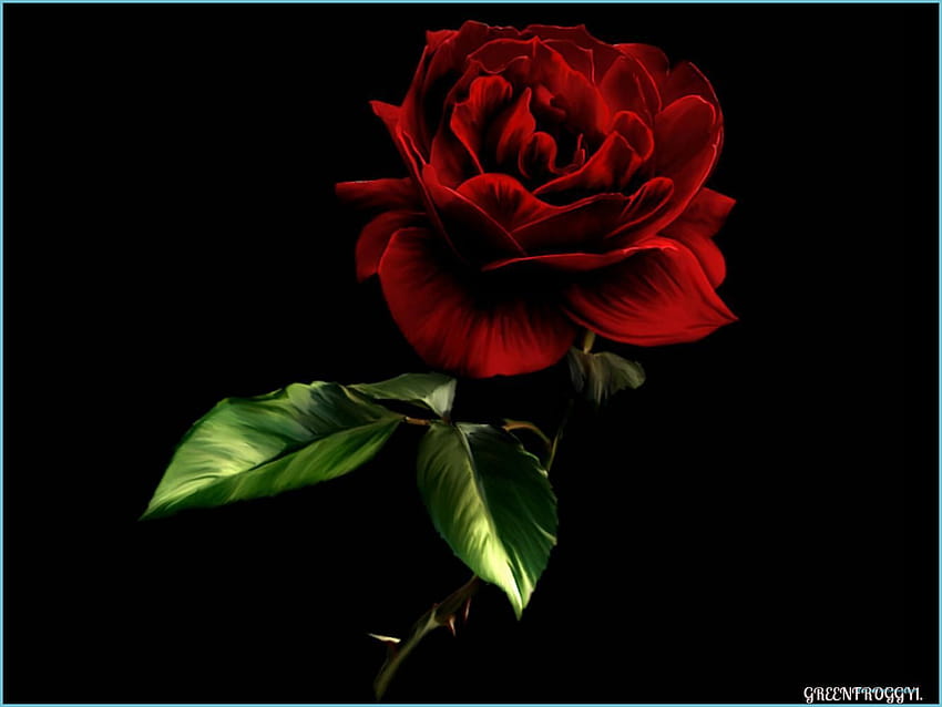 8 Black And Red Rose That Had Gone Way Too Far HD wallpaper