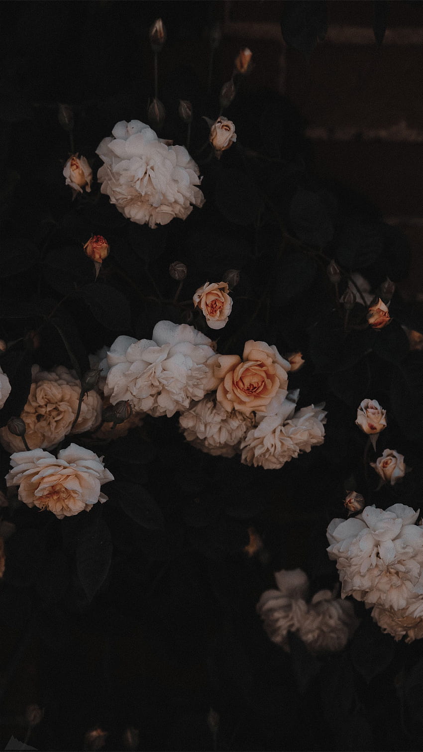 Dark Aesthetic Floral, черни естетични цветя HD тапет за телефон