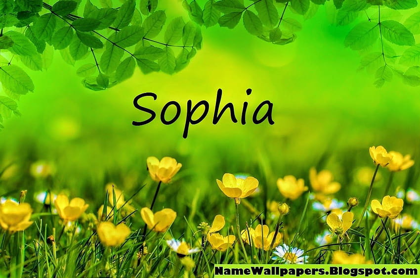 Sophia Name Sophia ~ Name Urdu Name Meaning, sophia sticker HD wallpaper