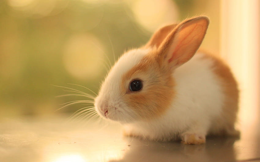 Cute Baby Rabbits Designs 9790 HD wallpaper