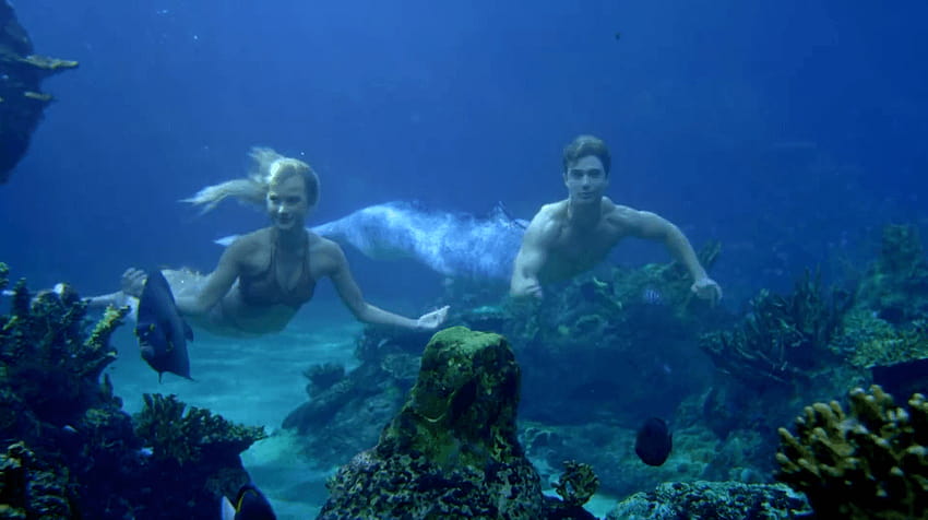 Mako Mermaids Hd Wallpaper Pxfuel