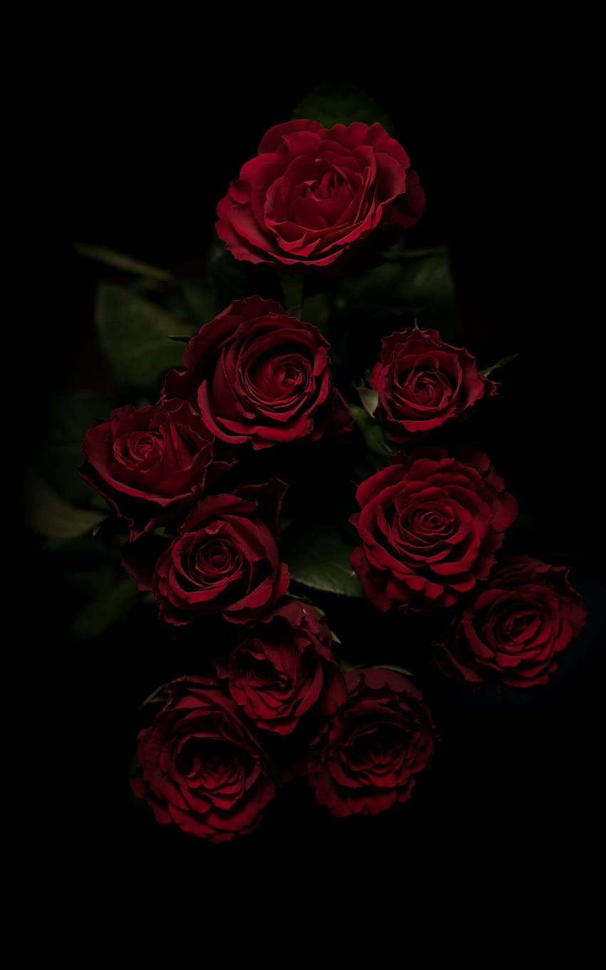 iPhone Róże ogrodowe Red Rose Flower Floribunda [1440x2880] na telefon komórkowy i tablet, czerwone i czarne estetyczne róże Tapeta na telefon HD