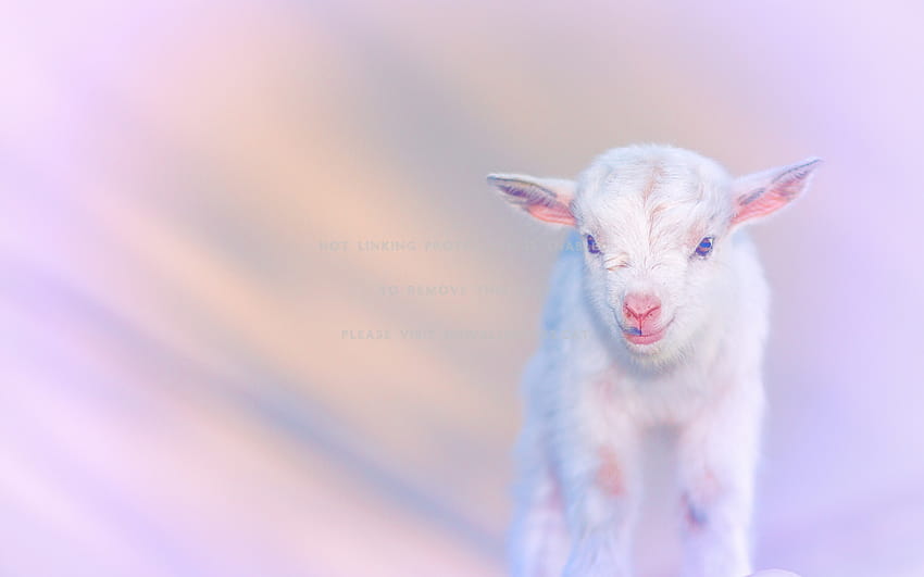 baby goat animal white pink cute, cute goats HD wallpaper