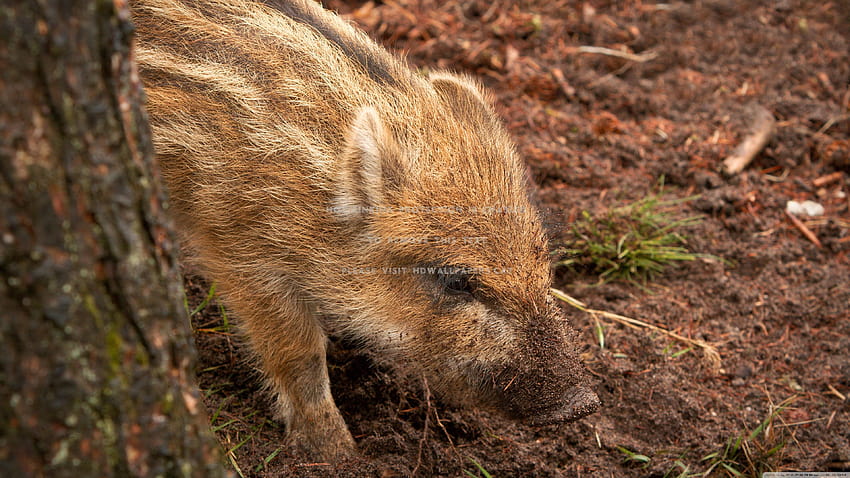 yaban domuzu domuz yavrusu sevimli hayvanlar, yaban domuzları HD duvar kağıdı