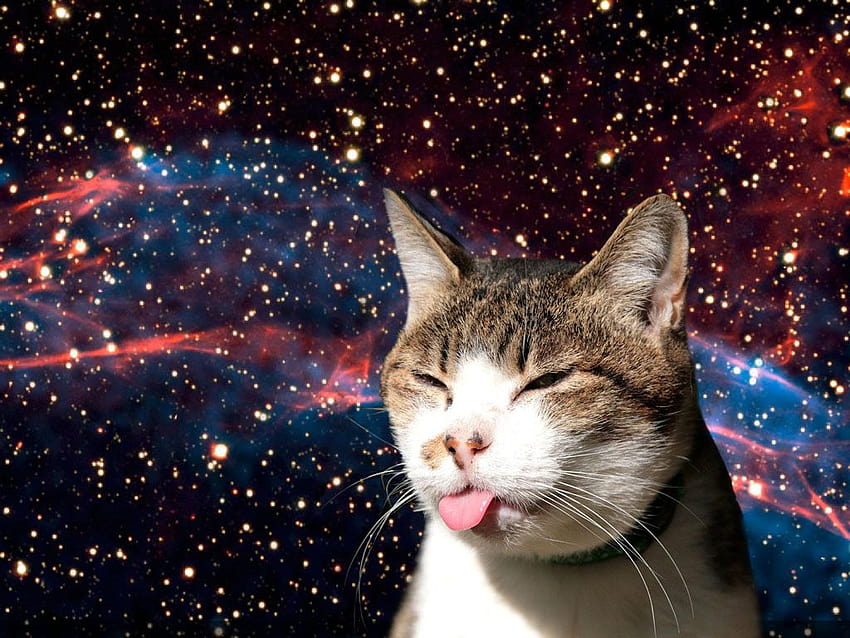 Fette Katzen im Weltraum auf Hund, Weltraumkätzchen HD-Hintergrundbild