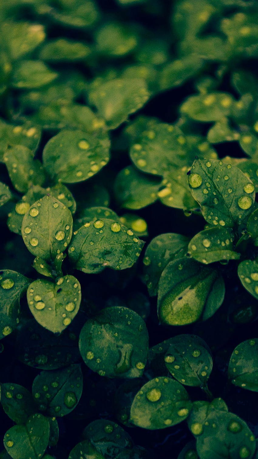 Fresh Dew Green Leafy Branch iPhone 8 HD phone wallpaper
