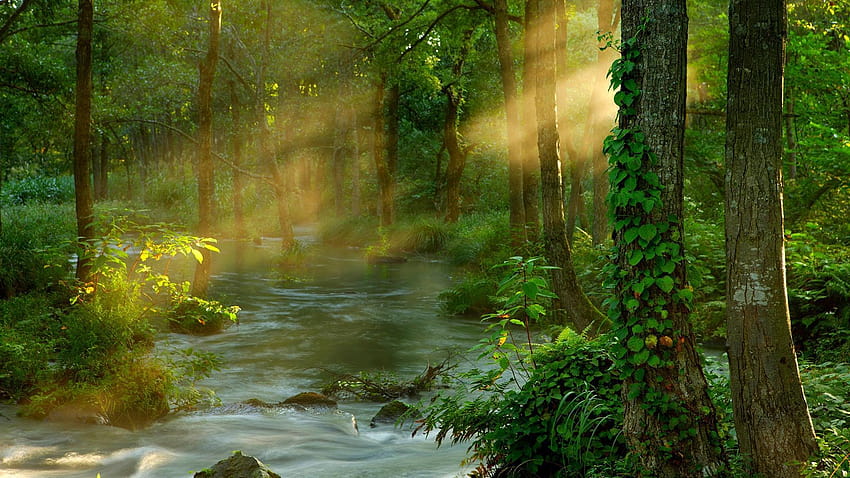 Forest Sunbeams: : alta definizione, natura nella foresta del Kerala bg Sfondo HD