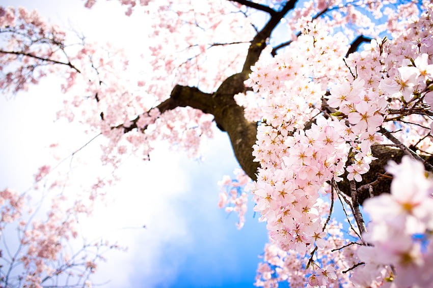 Cherry Blossom Tree : : High, computer cherry blossom tree HD wallpaper