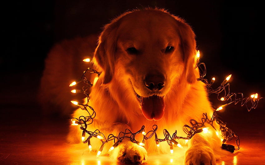 Dog Christmas Lights HD wallpaper