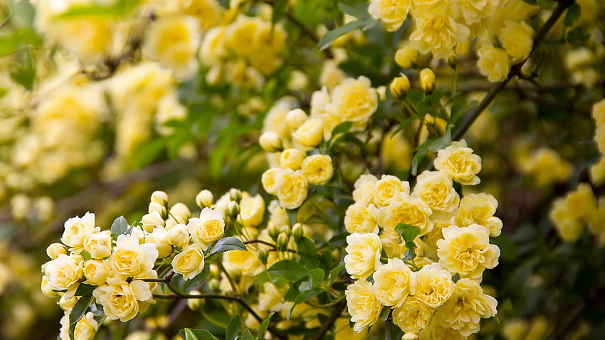 Yellow rose flowers, garden 3840x2160 U HD wallpaper | Pxfuel