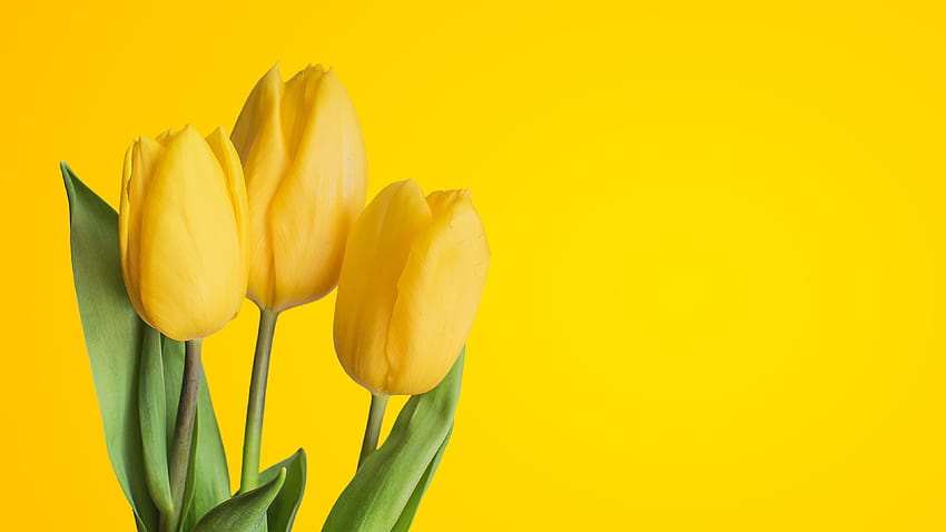 Tulipes jaunes, Fond jaune, Fleurs Fond d'écran HD