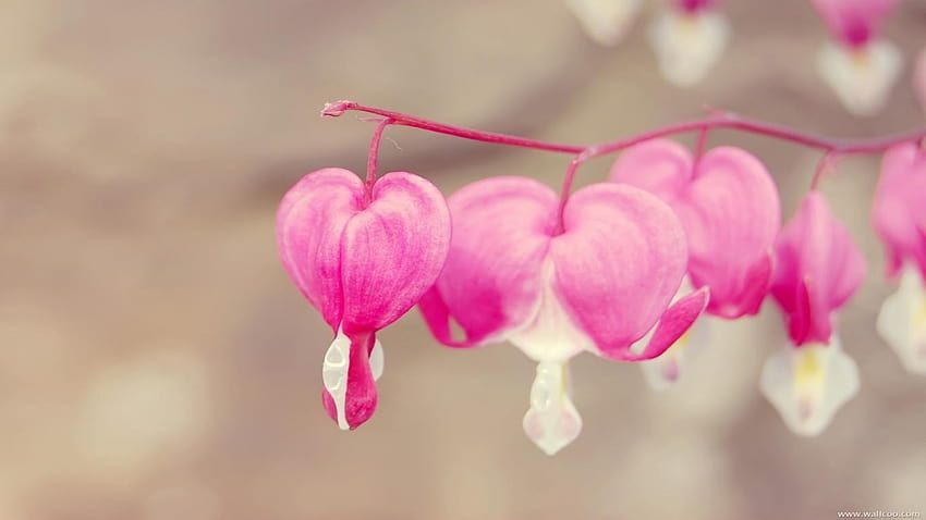 Bunga Bentuk Hati Cinta Sampul Timeline Facebook, sampul fb baru Wallpaper HD