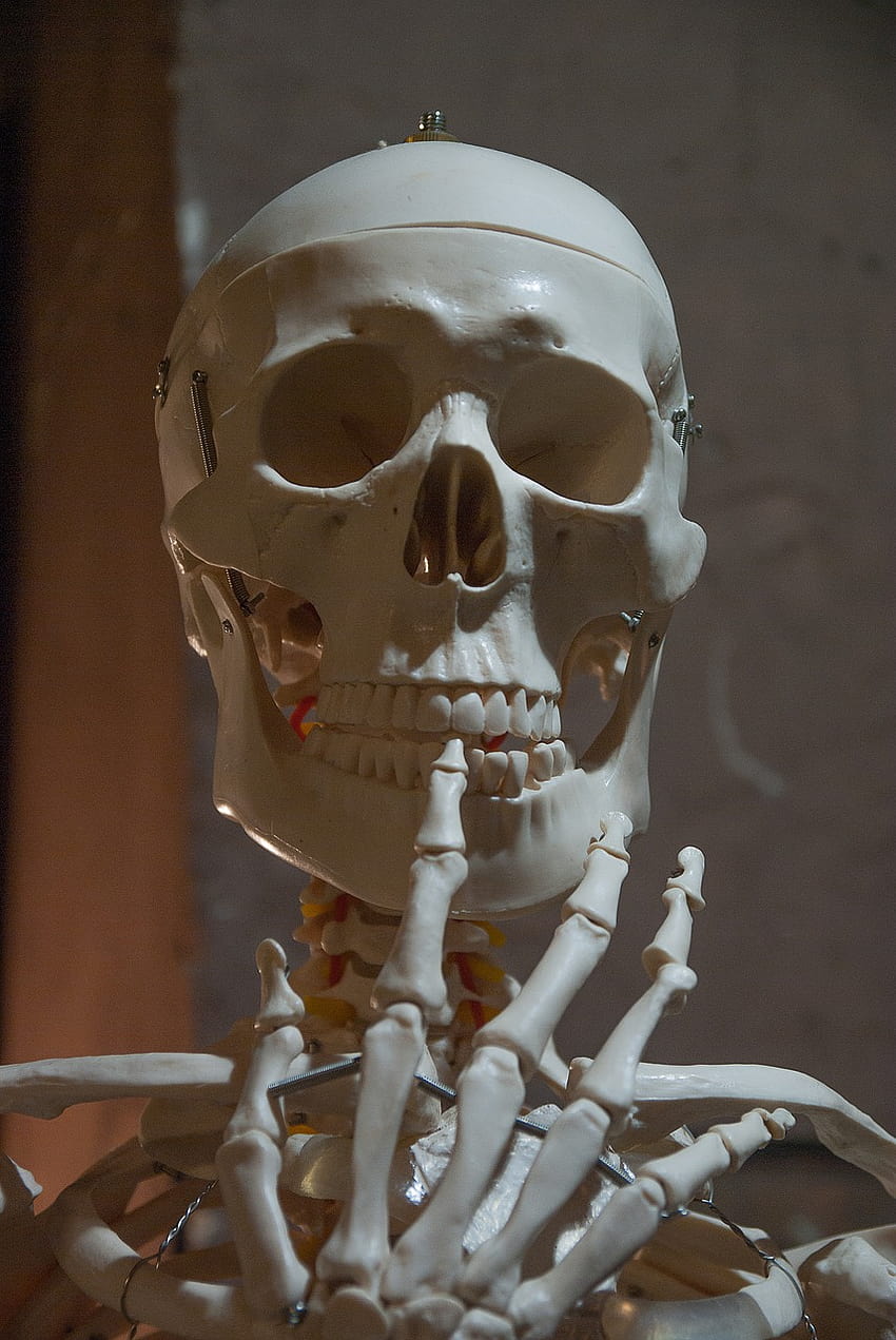 Скелетна кост Човешко тяло, човешки кости HD тапет за телефон
