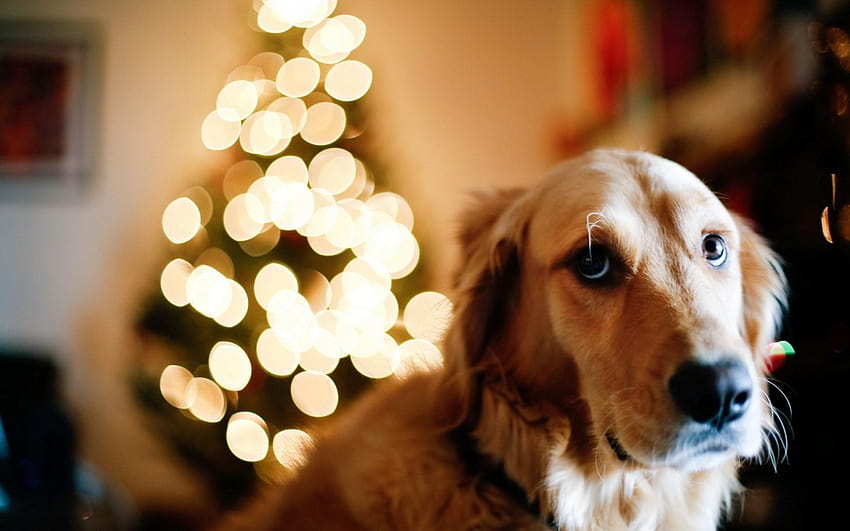 Dog Christmas Tree Lights New Year, christmas of dogs HD wallpaper