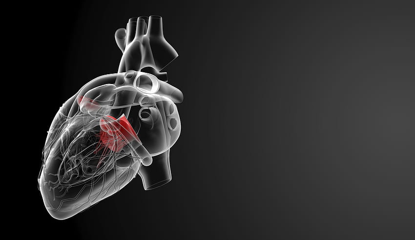 coração humano, organismo, órgão, radiografia, mão, fumaça, coração anatômico papel de parede HD