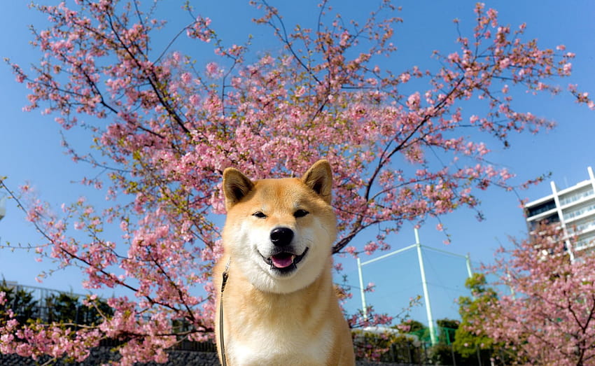 Shiba Inu, cão shiba papel de parede HD