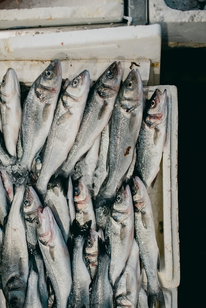 Seafood Market, fish market HD phone wallpaper