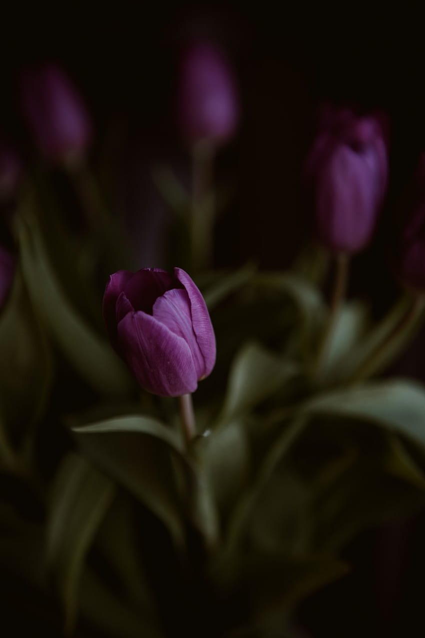 ดอกไม้สีม่วงในเลนส์ Tilt Shift – ดอกทิวลิป, iPhone ดอกทิวลิปสีม่วงเข้ม วอลล์เปเปอร์โทรศัพท์ HD
